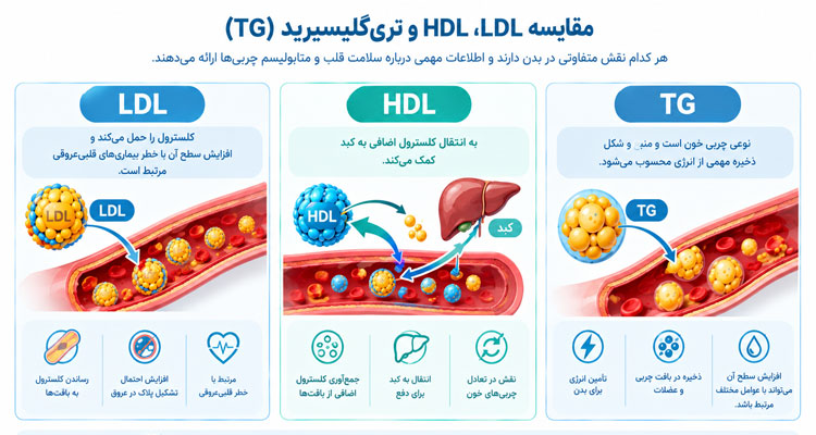 تفسیر آزمایش کلسترول